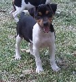 Terrier brasileiro lindos filhotes